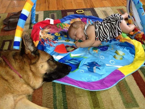 Dog watching over baby