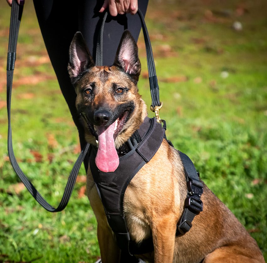 Personal Protection Dog FAQs