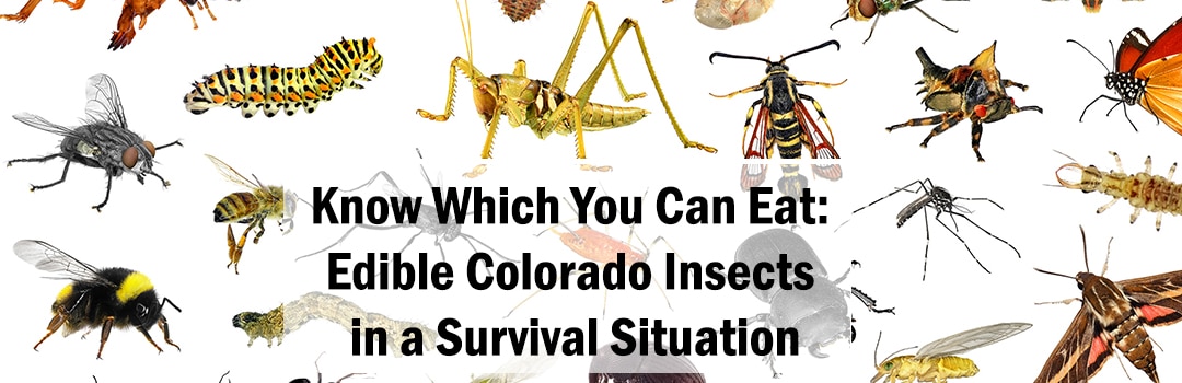 Edible Colorado Insects in a Survival Situation