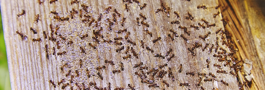 Ants are an excellent survival food