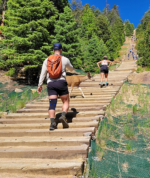 Deer on the MANITOU INCLINE