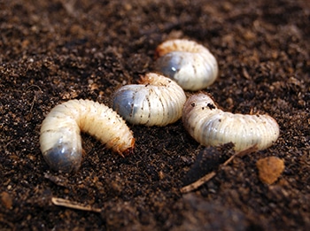 beetle larva protein