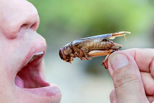 crickets are an excellent food for survival sitautions