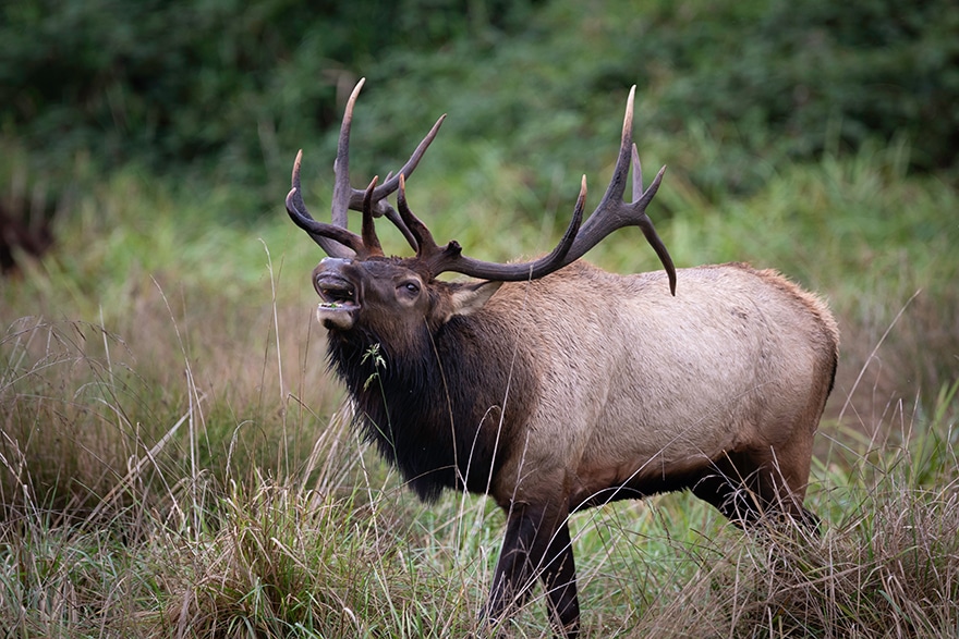 Bull elk bugling broadside
