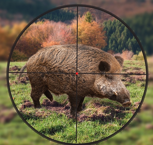 Hog hunting with AR-15